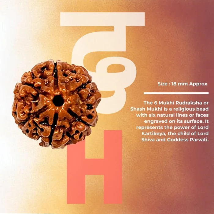 6 Mukhi Lab Tested Certified Nepali Rudraksha