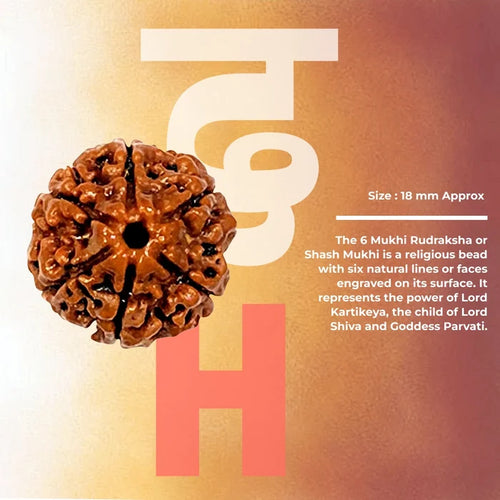 6 Mukhi Lab Tested Certified Nepali Rudraksha