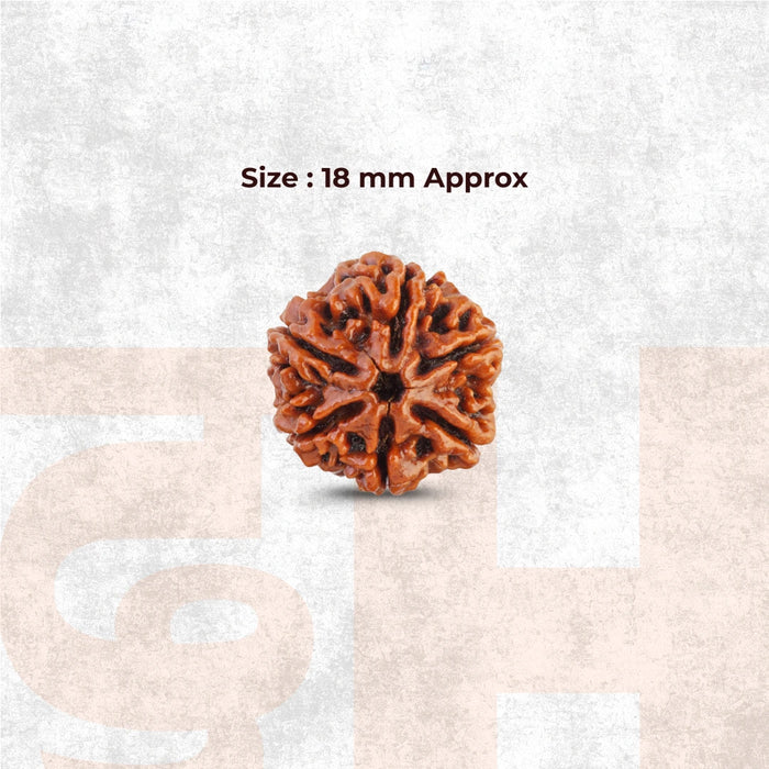 6 Mukhi Lab Tested Certified Nepali Rudraksha - view 2
