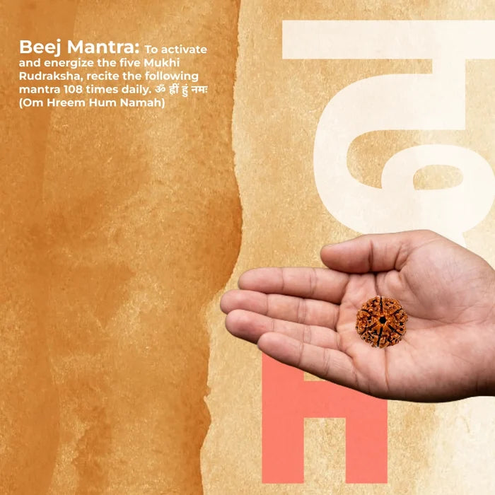 6 Mukhi Lab Tested Certified Nepali Rudraksha - view 3