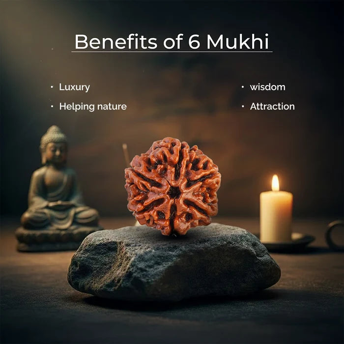 6 Mukhi Lab Tested Certified Nepali Rudraksha - view 4