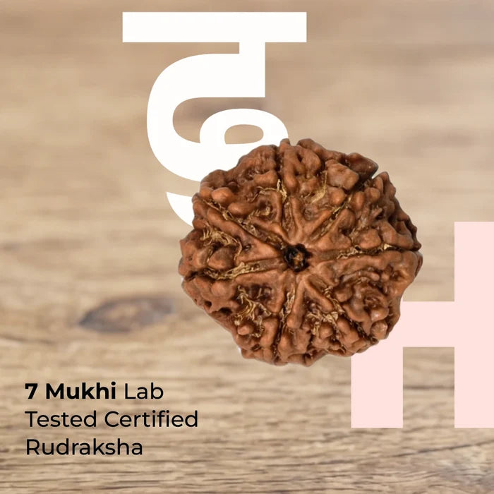 7 Mukhi Nepali rudraksha bead included in the Dhan Yog wealth combo