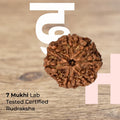 7 Mukhi Nepali rudraksha bead included in the Dhan Yog wealth combo