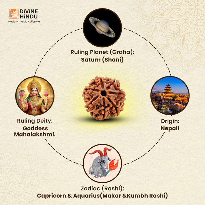 7 Mukhi Lab Tested Certified Nepali Rudraksha (18 - 20mm) - view 4
