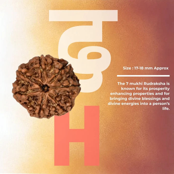 7 Mukhi Premium Rudraksha - view 2