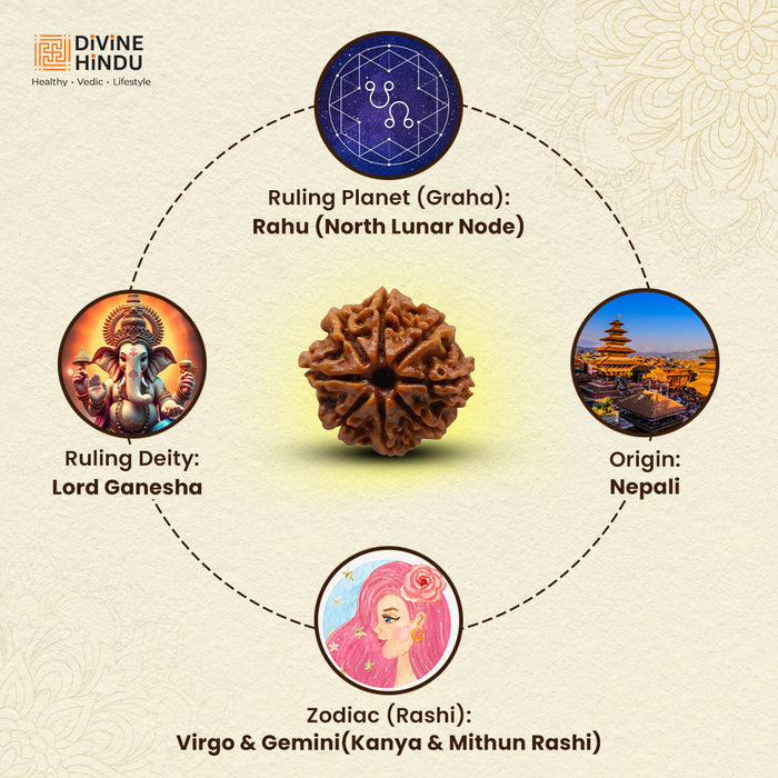 8 Mukhi Rudraksha | Rudraksha 8 Mukhi  |