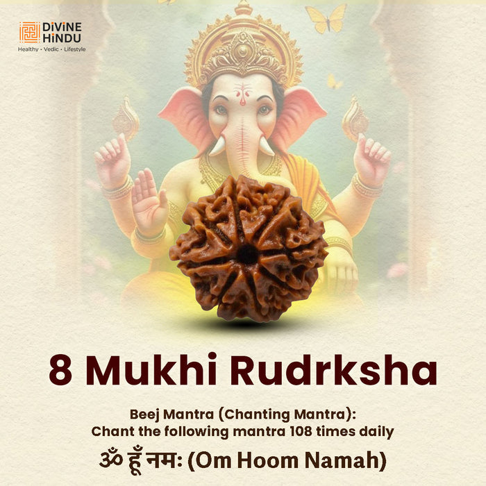 8 Mukhi Rudraksha | Rudraksha 8 Mukhi  | Beej Mantra