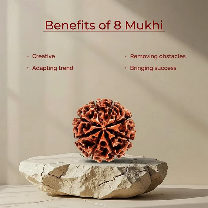 8 Mukhi Lab Tested Certified Rudraksha - view 3