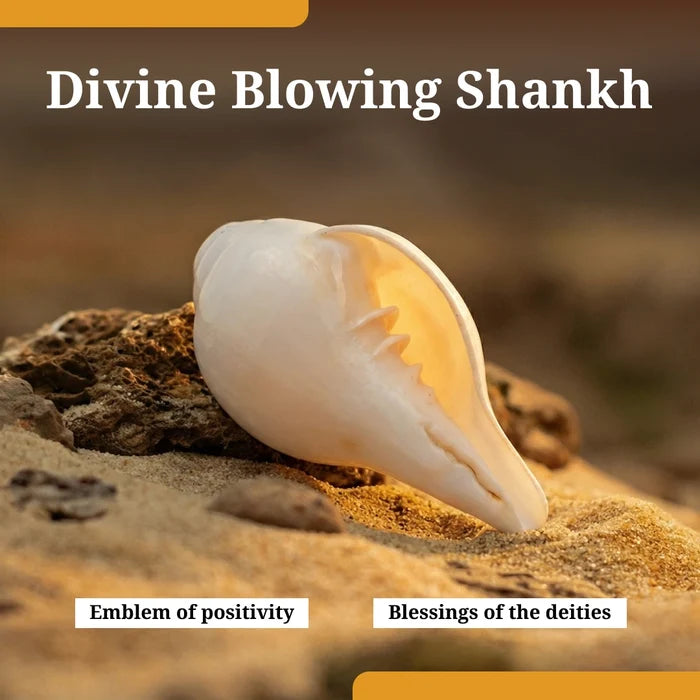 Divine Blowing Shankh