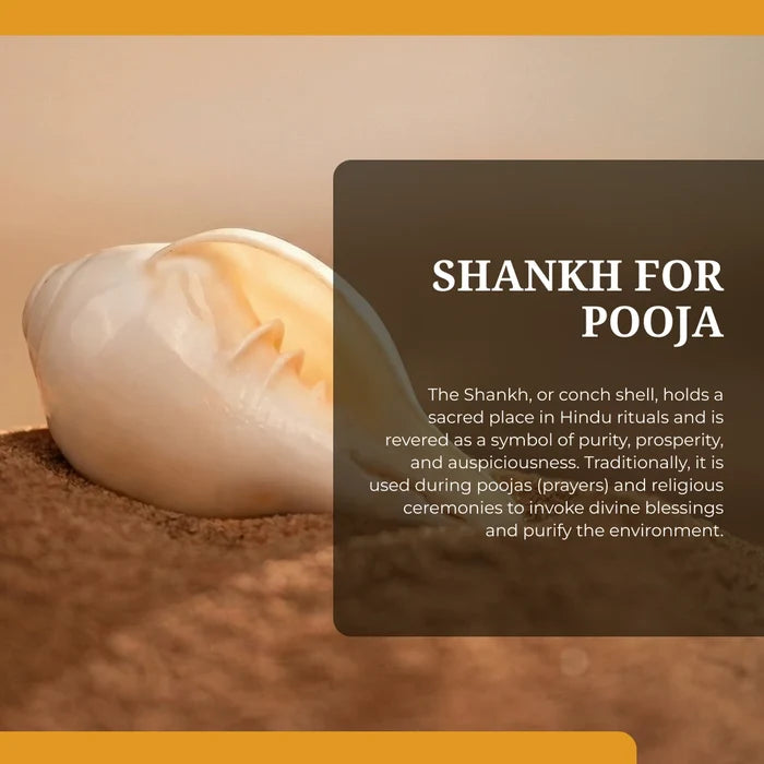 Divine Blowing Shankh - view 2