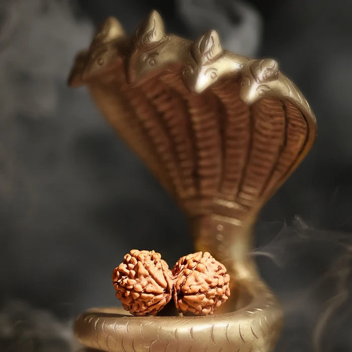 Gauri Shankar Rudraksha
