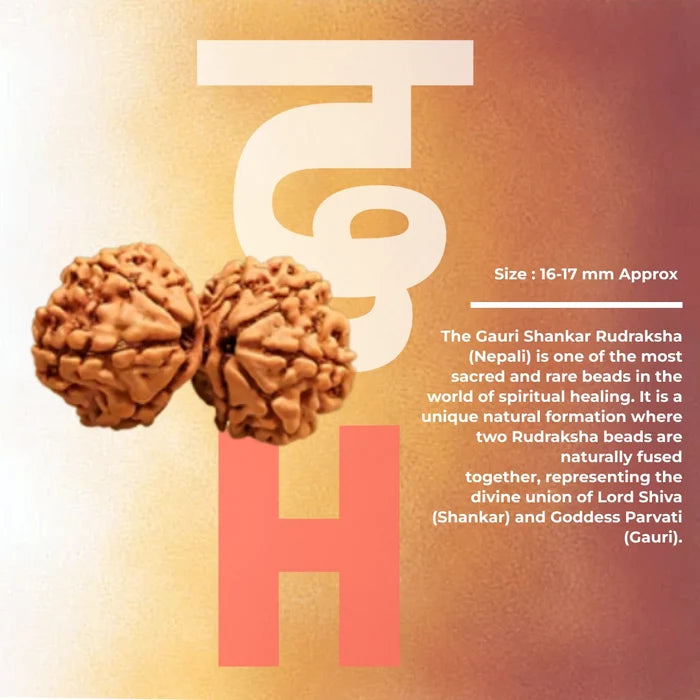Gauri Shankar Rudraksha - view 2