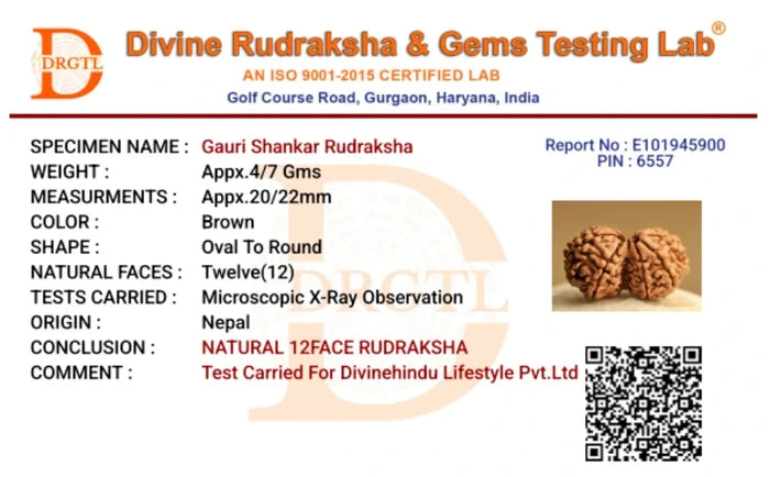 Gauri Shankar Rudraksha - view 4